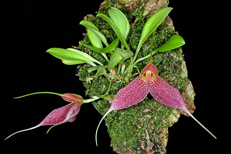 Masdevallia decumana Masdevallia decumana es una especie muy apreciada por los coleccionistas que buscan orquídeas miniatura andinas. En cultivo prefiere climas fríos o templados con alta humedad y requiere luz difusa. Puede mantenerse en pequeños recipientes o montada, como aquí, para secado rápido sobre placas de corcho con capa delgada de esfagno.