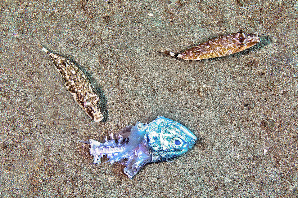 Sphoeroides spengleri feed also on dead fishes carcasses it finds on the seabeds, starting from the small worms often surrounding them attracted by odor.