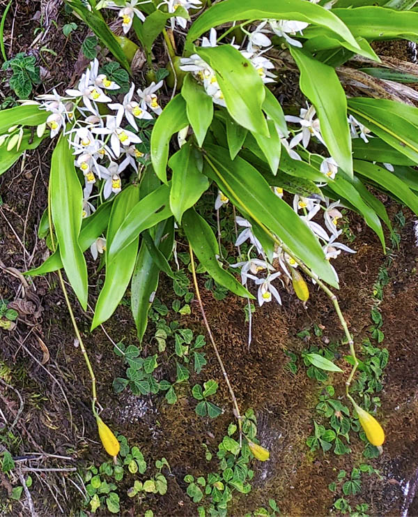 Coelogyne nitida After fecundation, the ovary increases in diameter and transforms in a capsule-shaped fruit initially green, then yellow and finally brown when ripe when it cracks to free to the wind tiny seeds similar to powder.