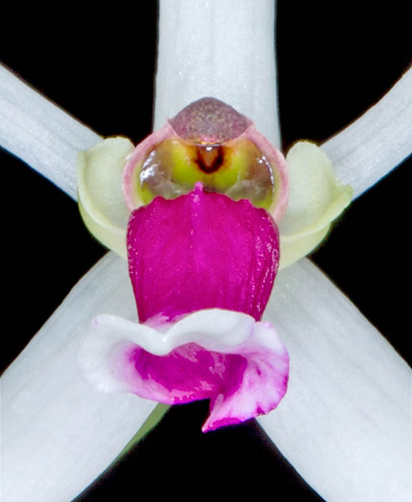 Quando l&rsquo;ape si posa, stimola l&rsquo;apice della colonna provocando il rilascio dei pollinii che gli aderiscono saldamente. Li porter&agrave; cos&igrave; su un altro fiore permettendo l&rsquo;impollinazione incrociata.