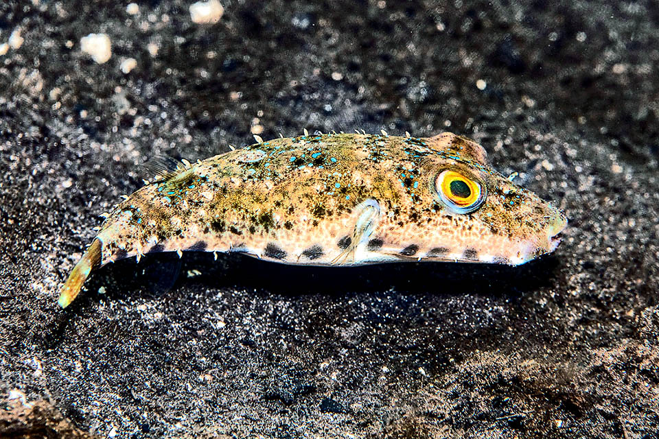 In reproduction time the males of Sphoeroides spengleri get territorial with intense colours. The eggs are laid and fecundated on the seabed but at once reach floating the surface.