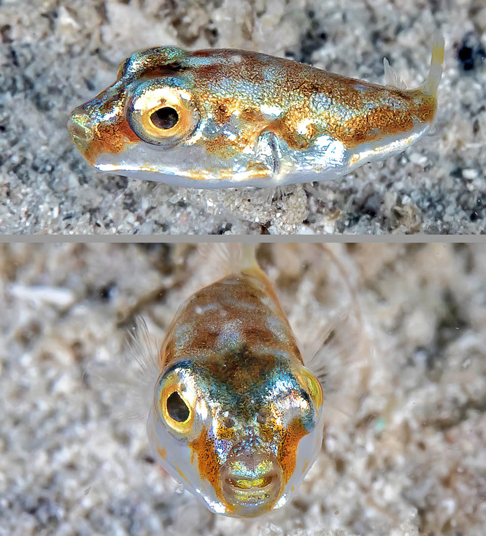 Two photos of a juvenile with iridescent mimetic livery. In front it already shows the typical plate teeth of the puffers &copy; www.carlosestape.photoshelter.com
