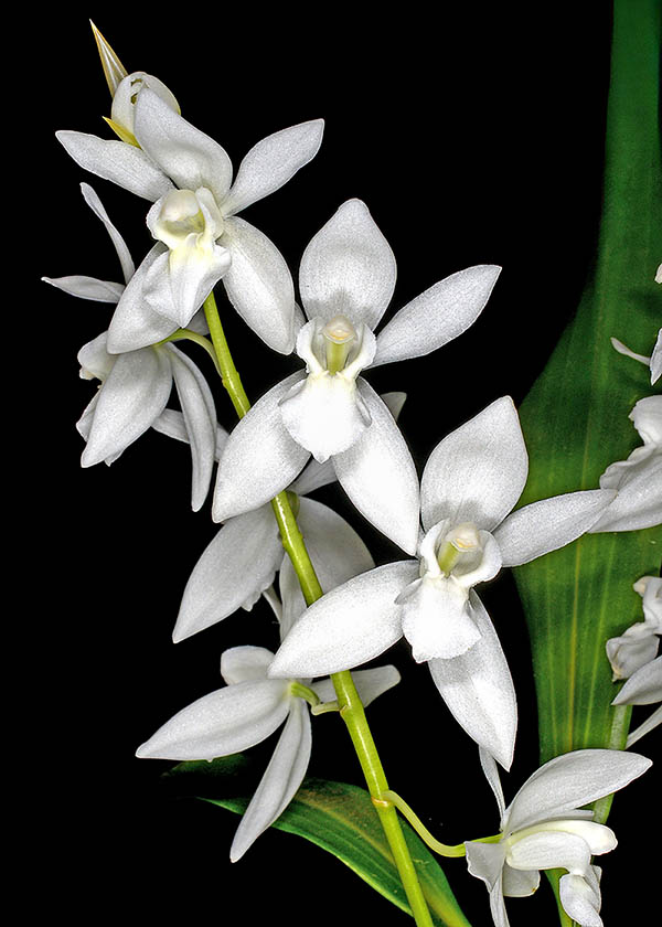 Coelogyne nitida f. alba There do exist hybrids obtained by cross between this species and others of the same genus, but a form quite rare exists, Coelogyne nitida f. alba, highly desirable by the lovers and collectors.