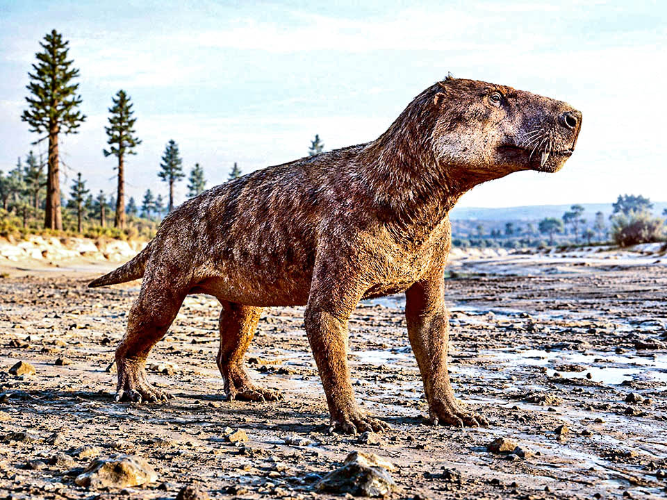 Cynognatus