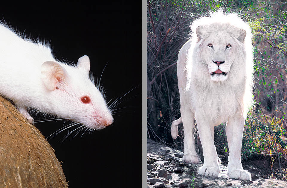 A sinistra un esemplare albino, privo di melanina anche negli occhi; a destra un leone leucista con mantello depigmentato ma gli occhi conservano il colore naturale.