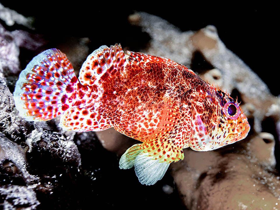 Scorpaenodes caribbaeus, Reef Scorpionfish Rarely visible swimming, the Reef scorpionfish (Scorpaenodes caribbaeus) has roundish fins that increase the mimetic effect of its livery.