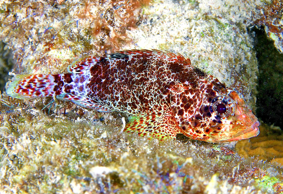 Scorpaenodes caribbaeus, Reef Scorpionfish Like scorpionfish of the genus Scorpaena, it occurs in the Caribbean. Barely a dozen centimeters long, it defends itself with spines and venomous dorsal-fin spines.