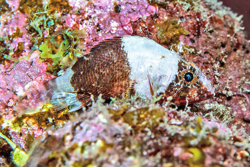 Scorpaenodes caribbaeus, Reef Scorpionfish Acting on chromatophores, the pigments cells, Scorpaenodes caribbaeus can change gaudily look to escape predators and surprise in dark the small prey it hunts in ambush.
