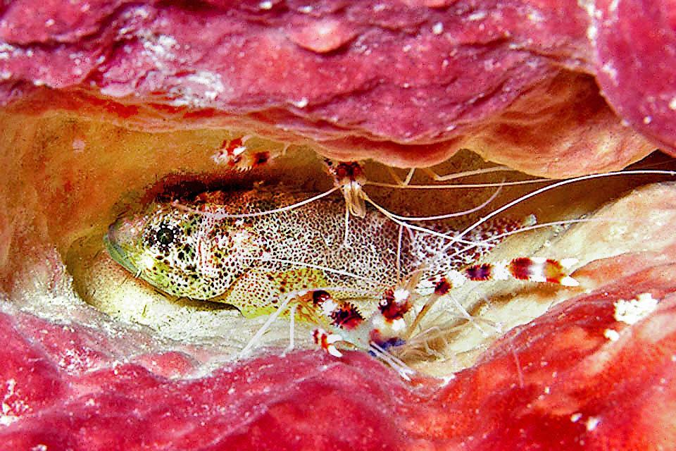Scorpaenodes caribbaeus, Reef Scorpionfish During the day Scorpaenodes caribbaeus rests in rocky or madreporic ravines, here in the company of Cleaner shrimps (Stenopus hispidus).
