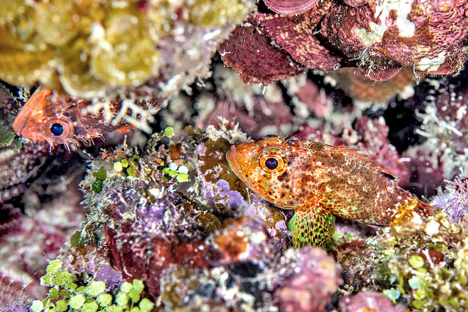 Scorpaenodes caribbaeus, Reef Scorpionfish Scorpaenodes caribbaeus lives solitary and may be seen in pairs only during the reproductive period. The females lay thousands of floating eggs.