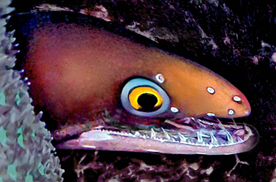 Enchelycore carychroa, Murena castana Enchelycore carychroa è una murena vipera, presente dalle Bermuda, Florida meridionale, Bahamas e Golfo del Messico fino alle coste brasiliane.