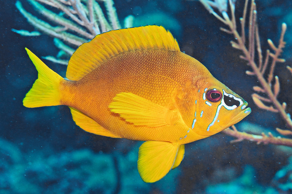 Hypoplectrus gummigutta