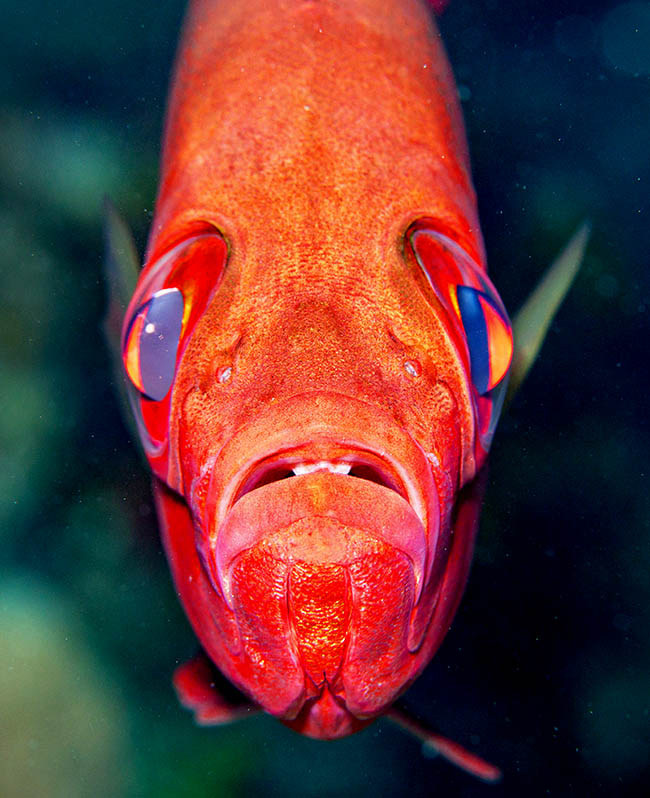 Priacanthus arenatus. Occhio grosso dell'Atlantico Grazie ai grandi bulbi oculari e una retina a tapetum lucidum che aumenta la sensibilità visiva nel buio, Priacanthus arenatus è un pesce di barriera specializzato nell’attività crepuscolare e notturna.