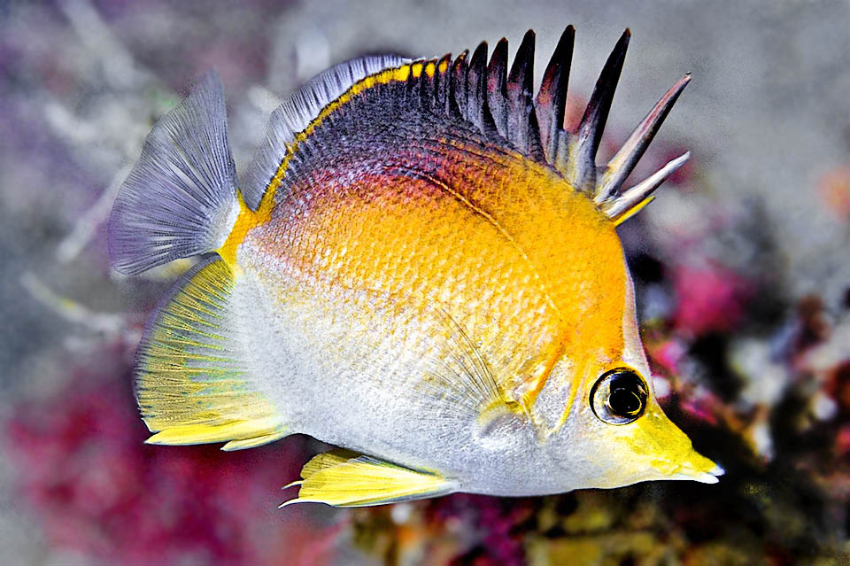 Frequenti nelle acque basse dell'Indo-Pacifico tropicale, i pesci farfalla vivono anche ai Caraibi con una dozzina di specie del genere Prognathodes, fino a 90 m di profondit&agrave;.