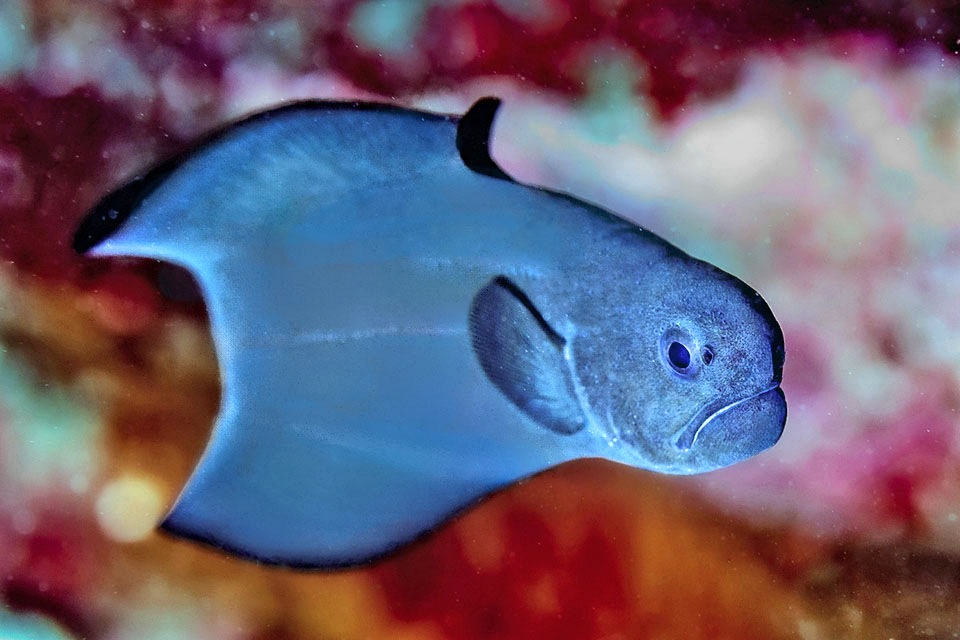Stygnobrotula latebricola Lungo circa 8 cm, Stygnobrotula latebricola è presente nel bacino caraibico e lungo le coste occidentali dell'Atlantico tropicale, dalla Florida meridionale al Brasile.