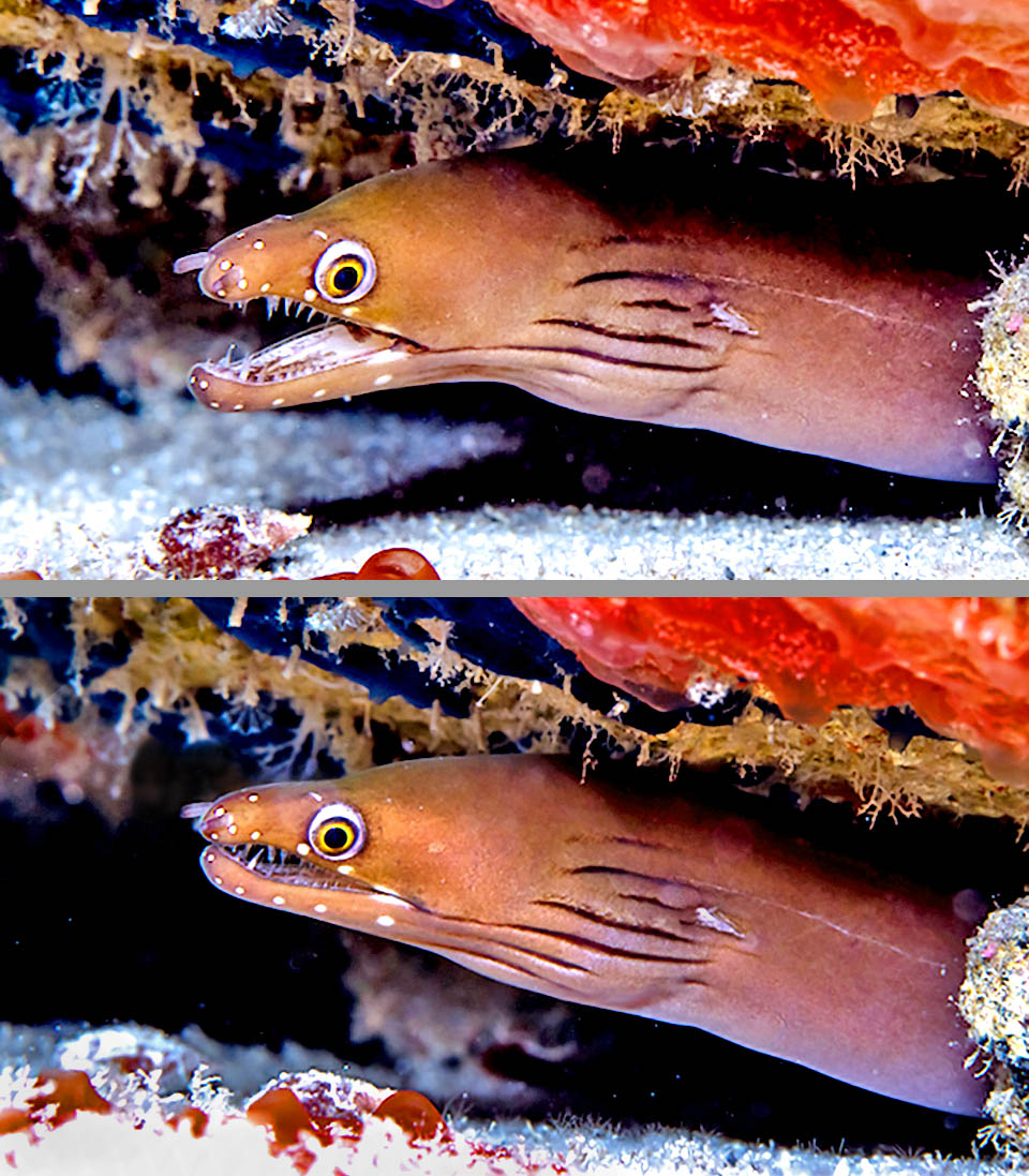 Enchelycore carychroa. Murena castana Le mascelle fortemente arcuate si toccano solo all'estremità e anche a bocca chiusa rimangono quindi visibili i denti conici appuntiti che usa per afferrare le prede.