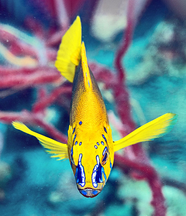 Hypoplectrus gummigutta
