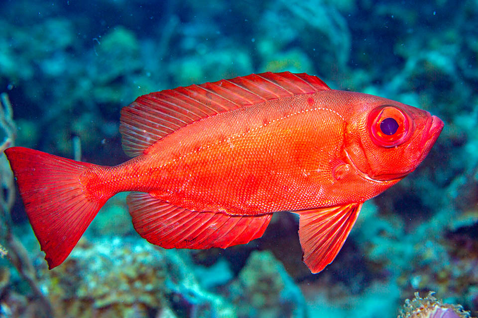 Priacanthus arenatus. Occhio grosso dell'Atlantico Lungo anche 50 cm, può scendere fino a 587 m di profondità dove la vistosa livrea passa inosservata perché il rosso è assorbito dall’acqua e il pesce appare nero o grigiastro.