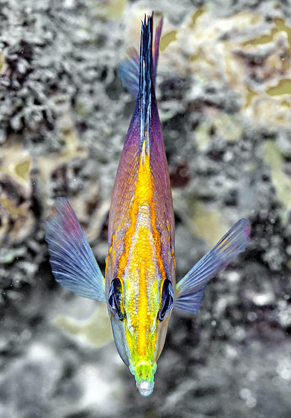 Prognathodes aculeatus raggiunge al massimo i 10 cm, col corpo alto, fortemente compresso sui lati.