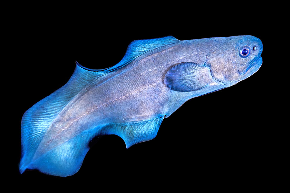 Stygnobrotula latebricola. Da notare la continuità delle pinne impari e la caratteristica linea laterale doppia, in parte sovrapposta, per rilevare anche al buio i movimenti nell’ambiente in cui vive.