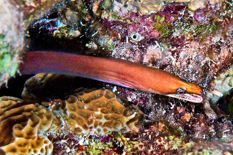 Enchelycore carychroa. Murena castana Raggiunge al massino i 34 cm di lunghezza ed è una delle più piccole murene del genere Enchelycore.