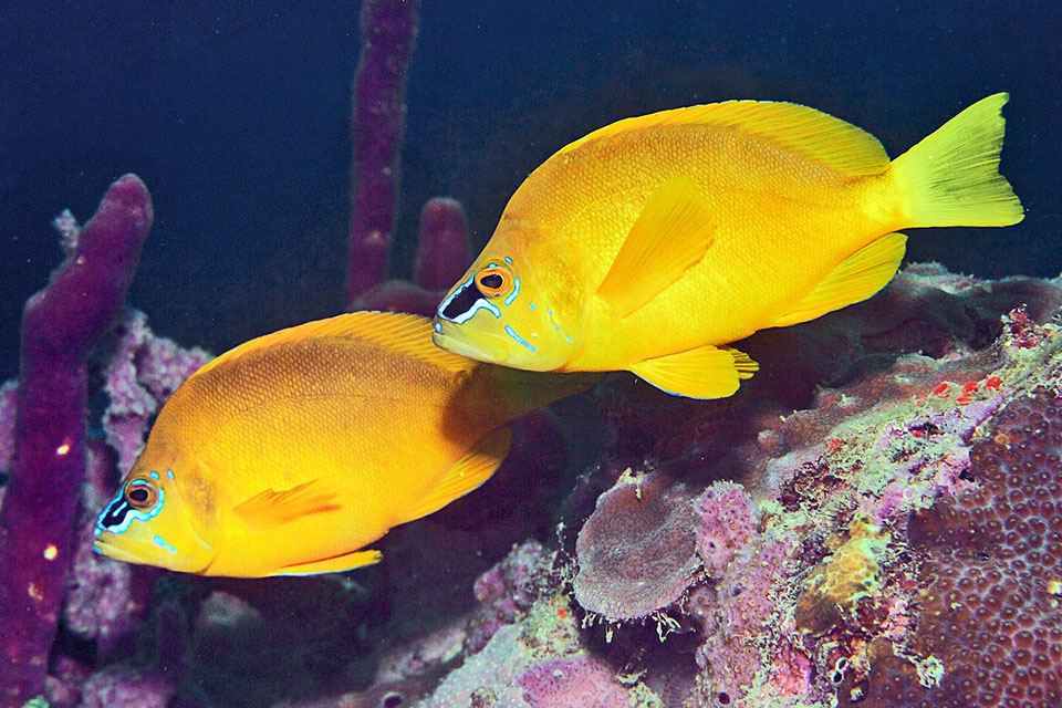 Hypoplectrus gummigutta