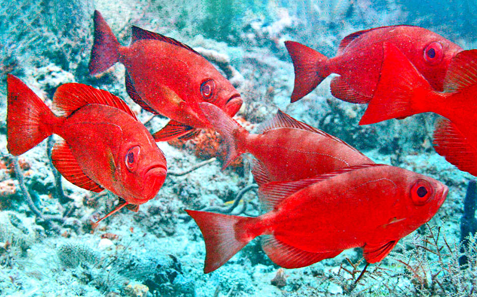 Priacanthus arenatus. Occhio grosso dell'Atlantico Priacanthus arenatus può essere visto durante il giorno in piccoli gruppi, ma trascorre per lo più isolato le ore di luce al riparo di grotte e anfratti, ed esce solo col buio per cacciare in solitario.