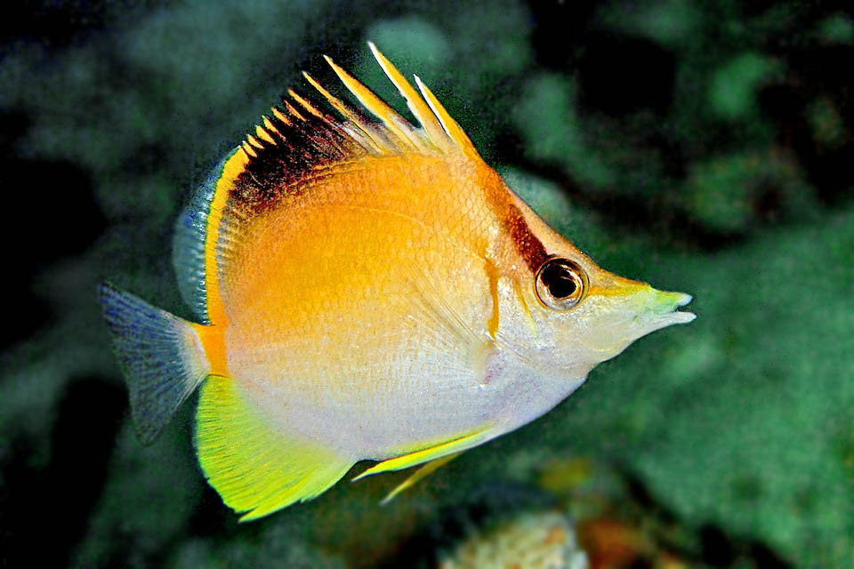 La livrea sfuma dal nerastro dorsale al giallo-arancio e al bianco. Una fascia maschera l&rsquo;occhio. Il terzo e quarto raggio spinoso sono i pi&ugrave; lunghi e il muso termina a pinzetta.