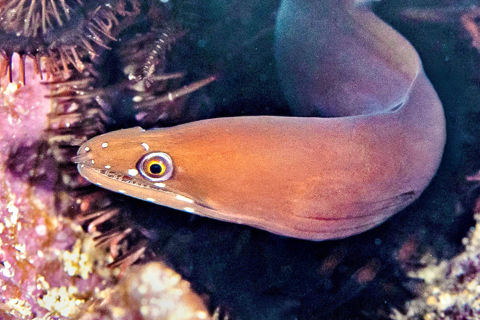 Enchelycore carychroa. Murena castana Trascorre le ore di luce in una tana e caccia di notte guidata dall’olfatto in cerca di piccoli pesci, gamberi, granchi e cefalopodi di taglia modesta.
