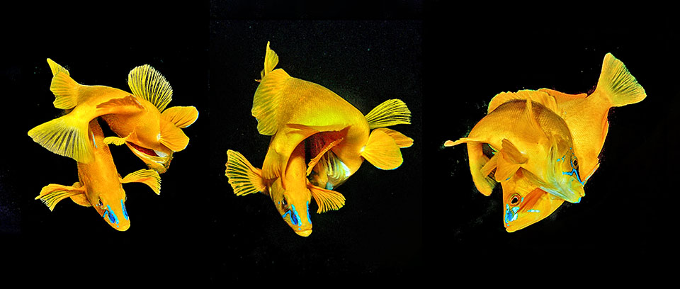 Hypoplectrus gummigutta