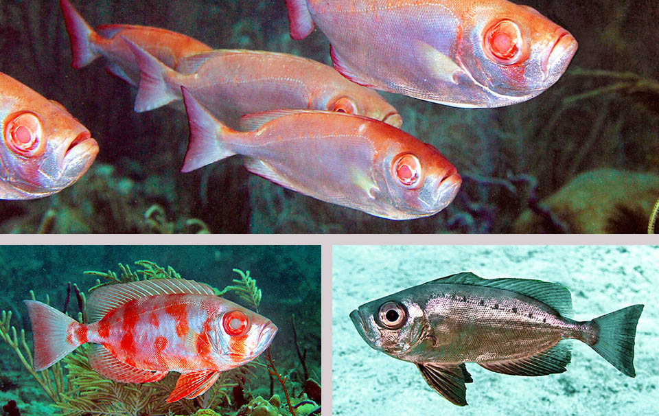Priacanthus arenatus. Occhio grosso dell'Atlantico Per sorprendere le prede o per difesa, Priacanthus arenatus può agire sui cromatofori schiarendo o oscurando la livrea con eventuali chiazze mimetiche rosse verticali e punteggiature nere.