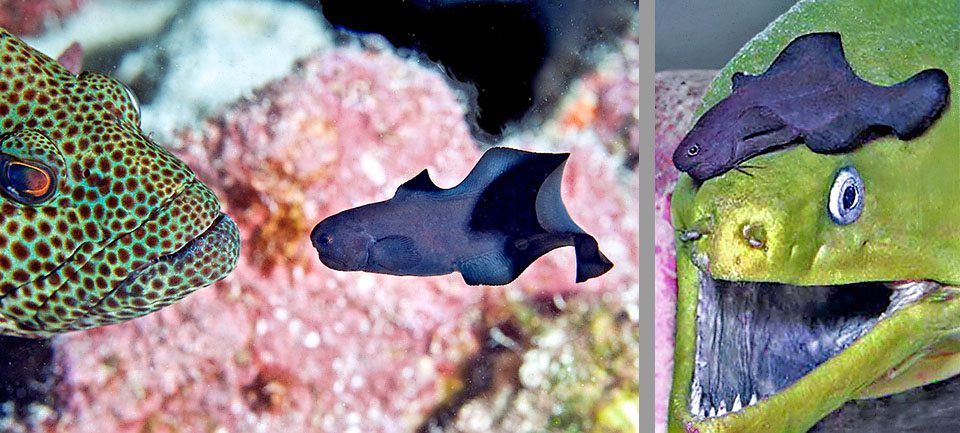 Stygnobrotula latebricola Insoliti incontri ravvicinati di Stygnobrotula latebricola con due predoni: una cernia e una murena. Una convivenza dal significato ancora sconosciuto.