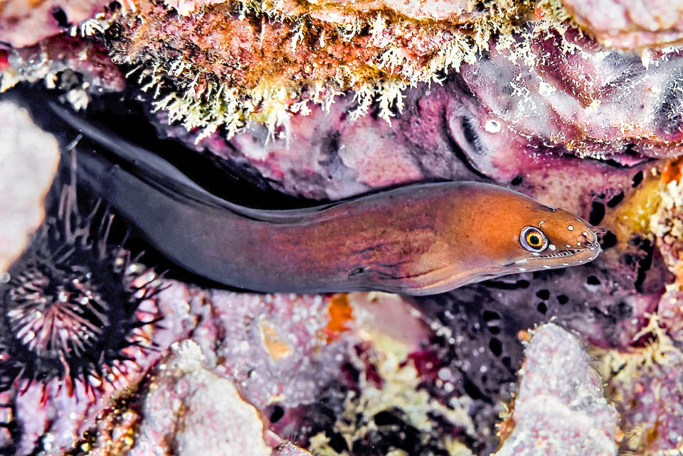 Enchelycore carychroa. Murena castana La riproduzione di Enchelycore carychroa è poco nota, ma come per altre murene uova e larve sono planctoniche.