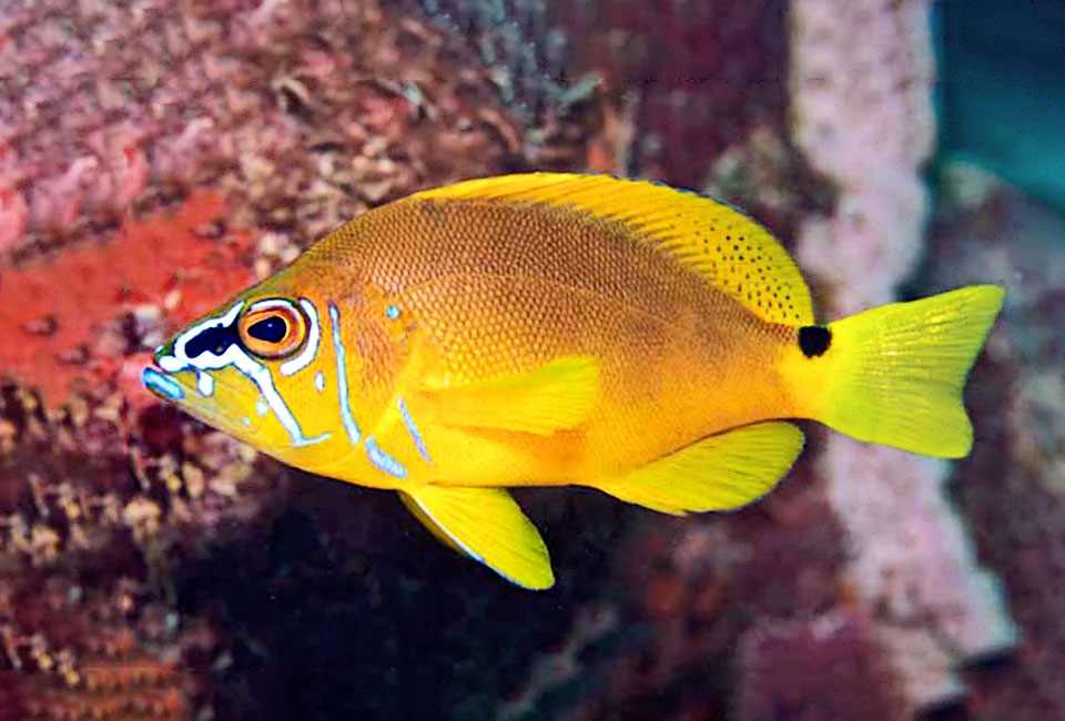 Hypoplectrus gummigutta