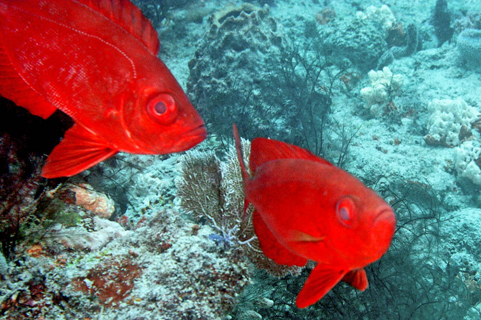 Priacanthus arenatus. Occhio grosso dell'Atlantico Per la riproduzione le coppie di Priacanthus arenatus salgono nella colonna d’acqua, dove liberano uova fecondate galleggianti affidate alle correnti.
