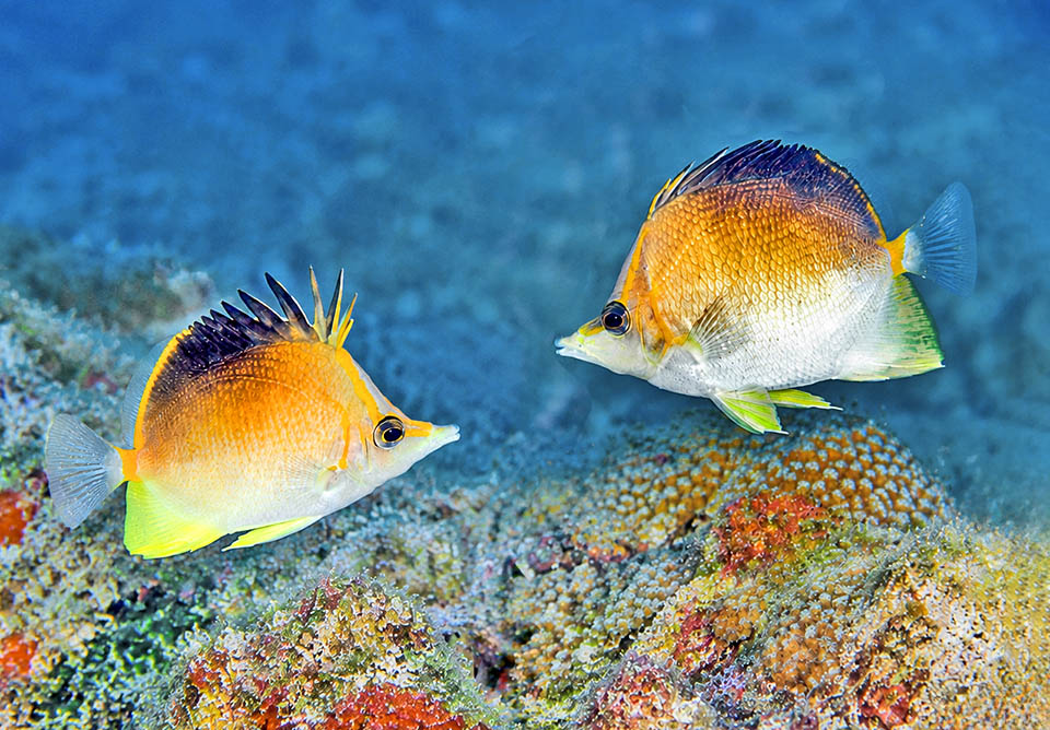 Prognathodes aculeatus vive solo o in coppia nel periodo riproduttivo. Le uova fecondate e le larve sono plantoniche.