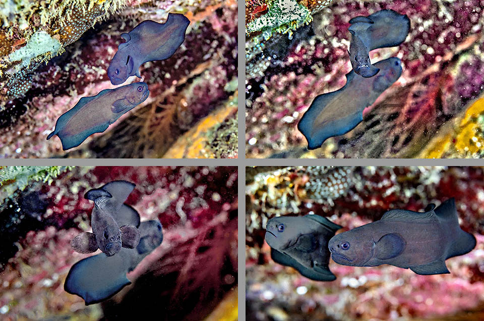 Stygnobrotula latebricola La riproduzione di Stygnobrotula latebricola è poco nota. Sappiamo che è una specie ovovivipara e queste immagini potrebbero suggerire forse un corteggiamento.