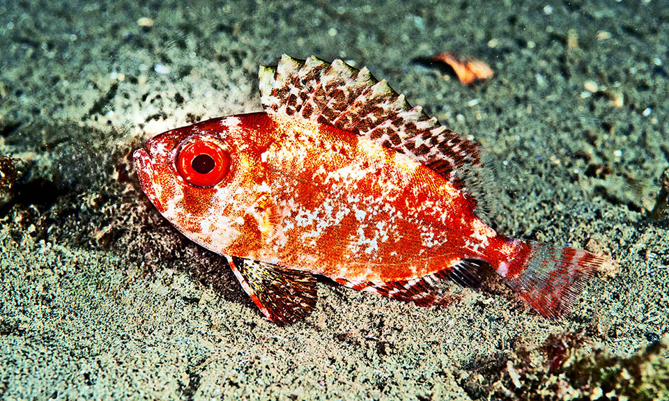 Priacanthus arenatus. Occhio grosso dell'Atlantico Un giovane. Nativo dell’Atlantico occidentale, Priacanthus arenatus ha colonizzato anche l’altra sponda dell’Atlantico con larve trasportate dalla Corrente Nord Equatoriale.