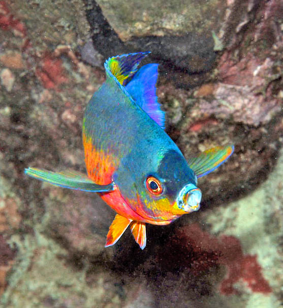 Bodianus parrae Labridae by sure don't miss colours but the male of Bodianus parrae is a real champion.