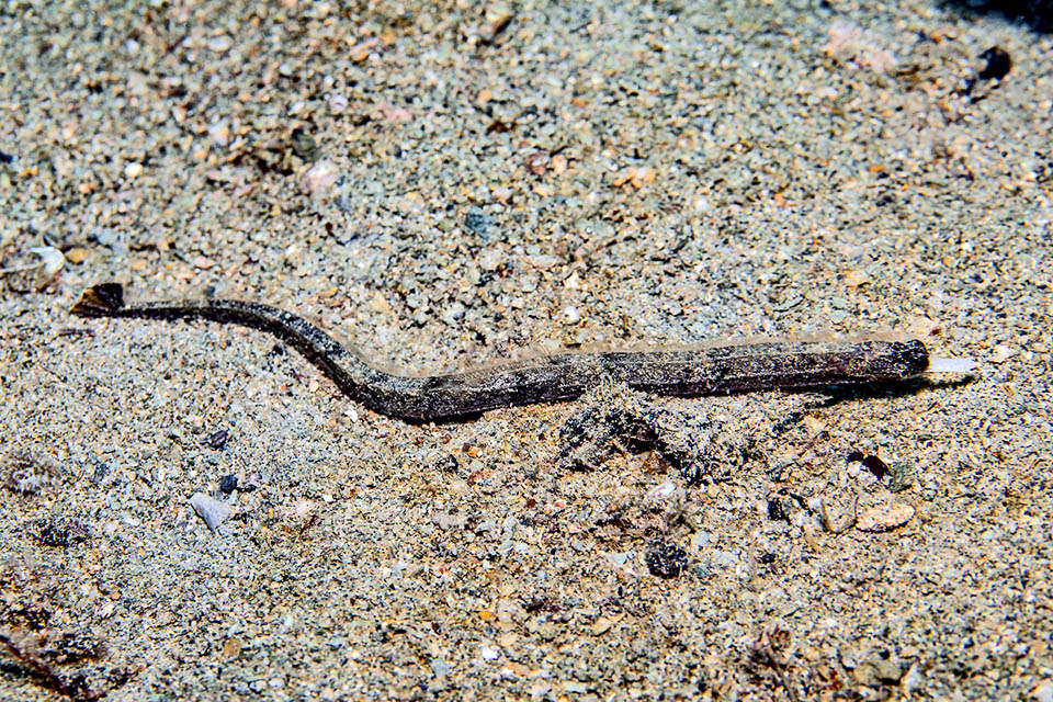 At first sight Cosmocampus albirostris seems a small marine snake or a snake eel.