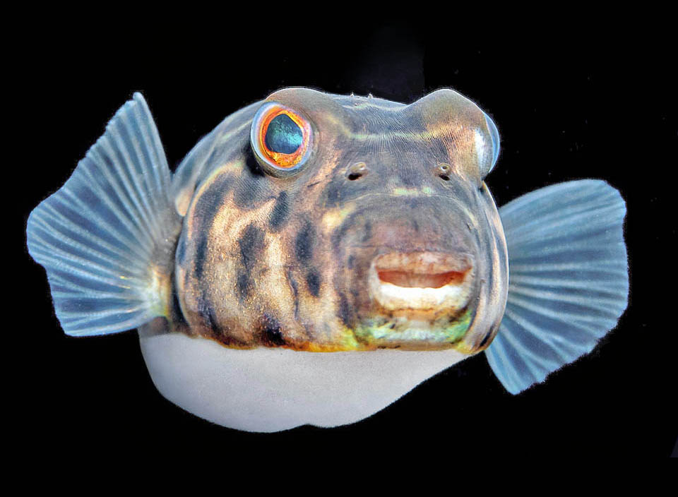 Sphoeroides testudineus Sphoeroides testudineus est un poisson des Caraïbes, plus petit que les grands Arothron de l’Indo-Pacifique, dont les grandes narines suggèrent un odorat plus développé.