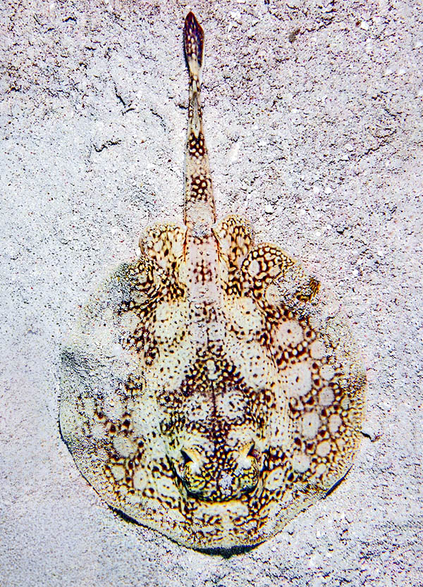 Urobatis jamaicensis, Yellow Stingray Known as the Yellow Stingray, Urobatis jamaicensis is a tropical and subtropical western Atlantic bottom-dwelling fish. Mainly active at night, it can reach 76 cm and rests hidden beneath the sand on the seabed.