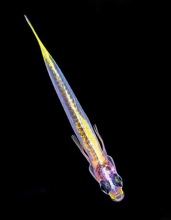 Vomerogobius flavus, Ghiozzo limone Only 3 cm long, Vomerogobius flavus lives only on few far from each other sites of tropical Atlantic.