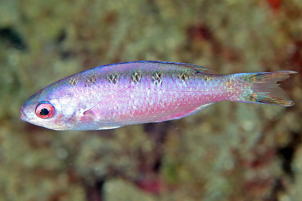Bodianus parrae Juveniles, pinkish, don't have showy drawings and resemble females.