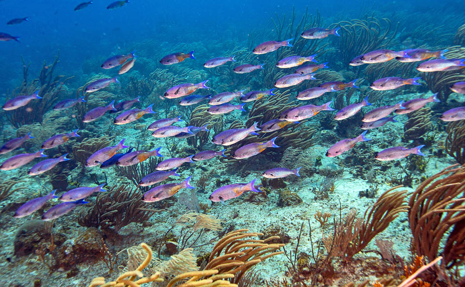 Bodianus parrae Initially they merged with moving in schools. Bodianus parrae is not an endangered species.