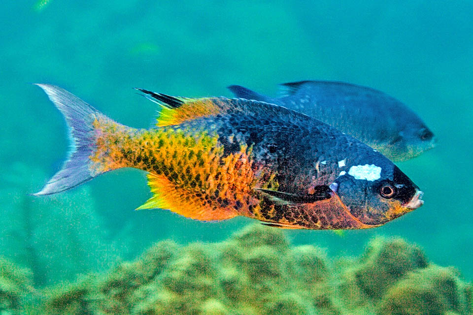 Bodianus parrae Bodianus parrae lives centered in Caribbean and can be 30 cm long. The dull female, right next, in comparison seems another fish.