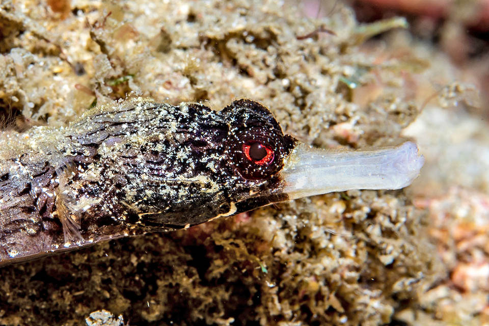 But observing the head of Cosmocampus albirostris, doubts arise at once due to that odd tubular snout.