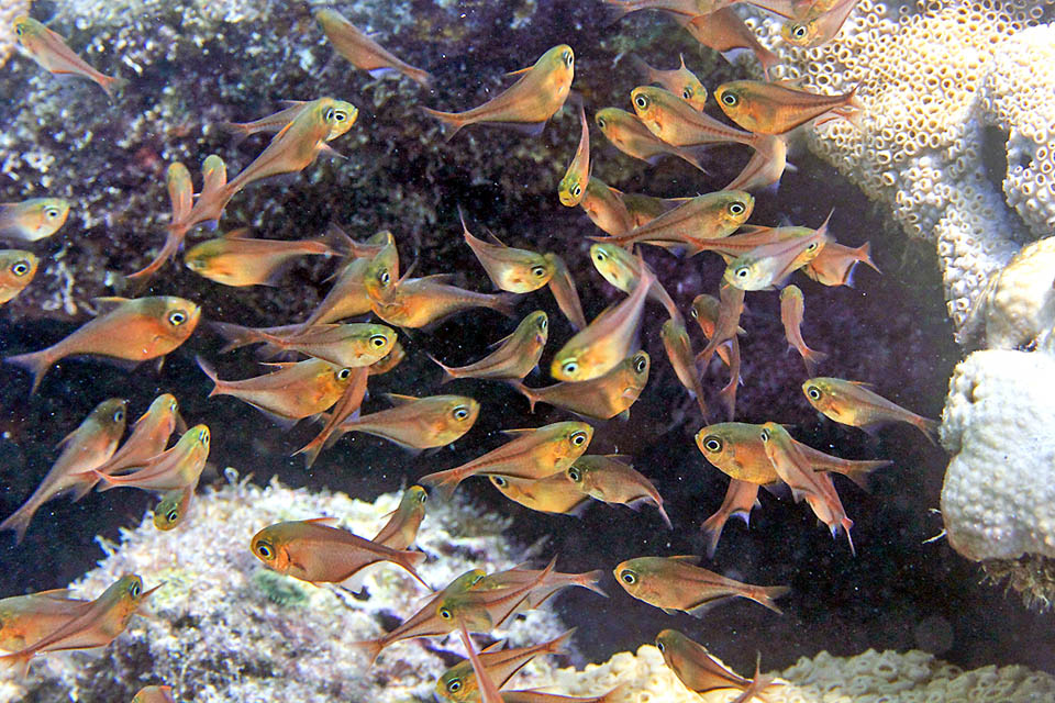 Pempheris schomburgkii, Glassy Sweeper At dusk the school of Pempheris schomburgkii comes alive: the fishes reach the open sea for feeding on zooplankton, seizing mainly the larval stages of many invertebrates.