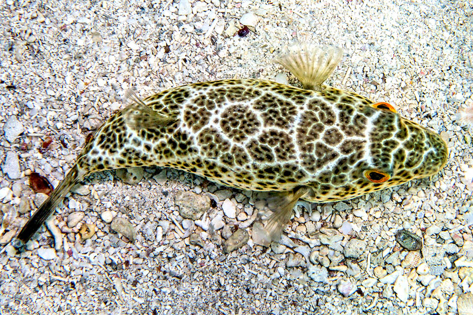 Sphoeroides testudineus Son corps allongé comporte un motif mimétique variable qui rappelle la carapace des tortues © www.carlosestape.photoshelter