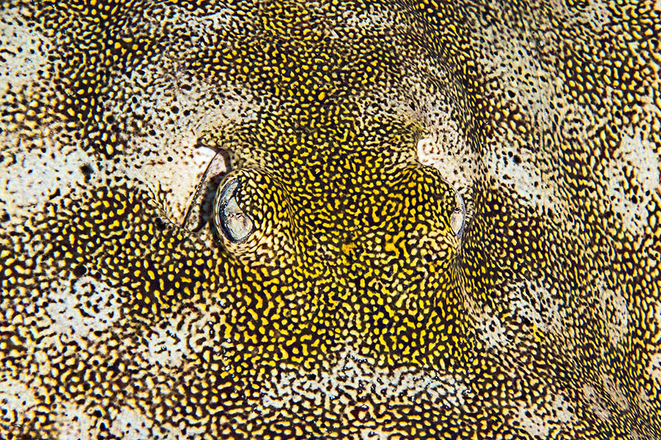 Urobatis jamaicensis, Yellow Stingray The livery of Urobatis jamaicensis, variable and mimetic, almost conceals the eyes positioned high on the body like sentinels on the back.